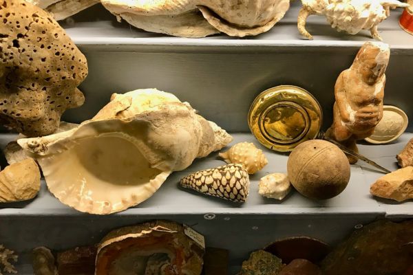 museo delle conchiglie a bellaria igea marina