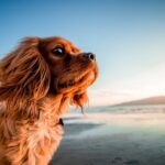 vacanze pet friendly a bellaria igea marina