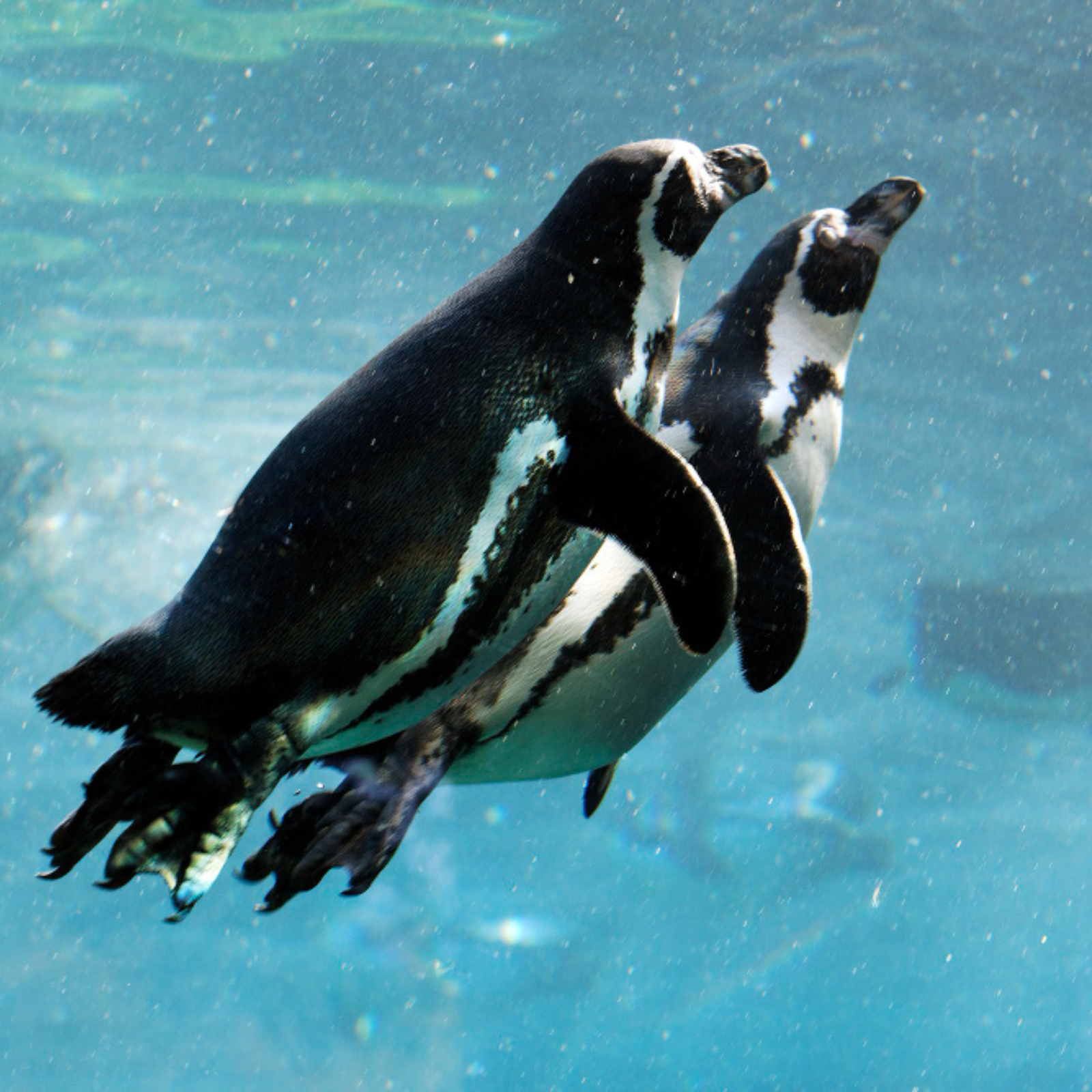 Acquario di Cattolica