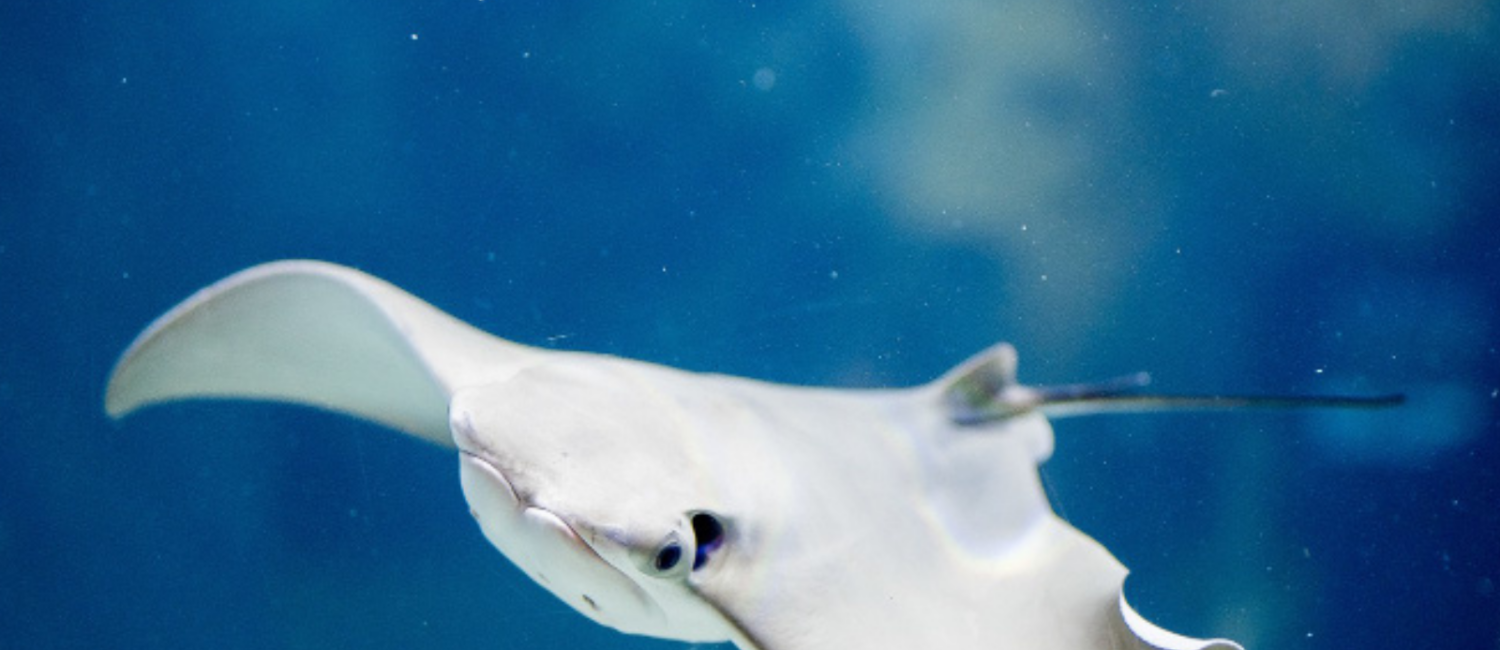 Una giornata all'Oltremare di Riccione